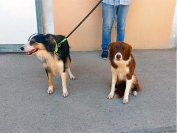 Vega sucht neuen Wirkungskreis