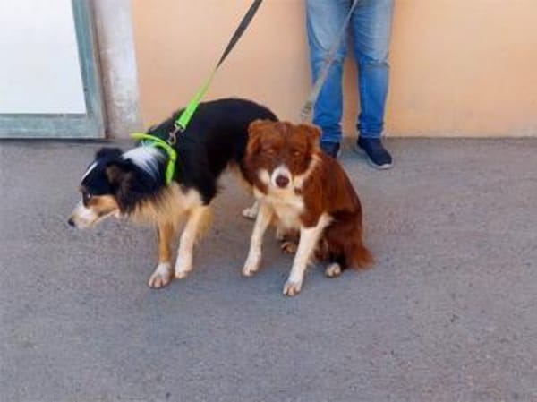 Vega sucht neuen Wirkungskreis