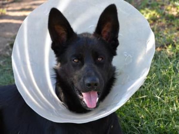 Arlo hofft auf Hilfe