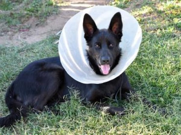 Arlo hofft auf Hilfe