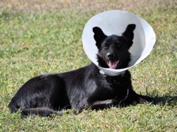 Arlo hofft auf Hilfe