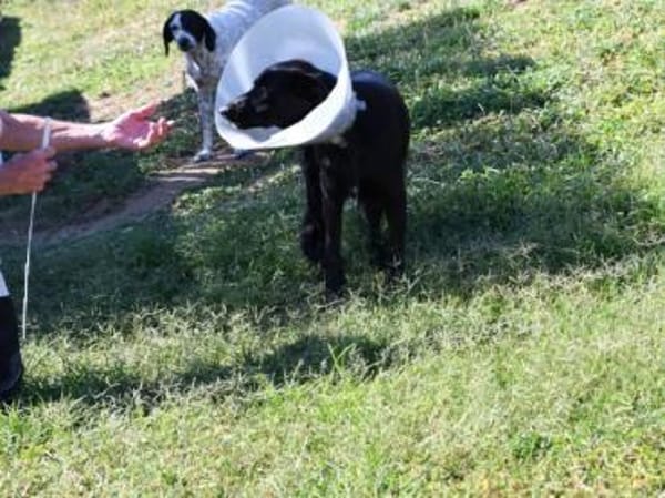 Arlo hofft auf Hilfe