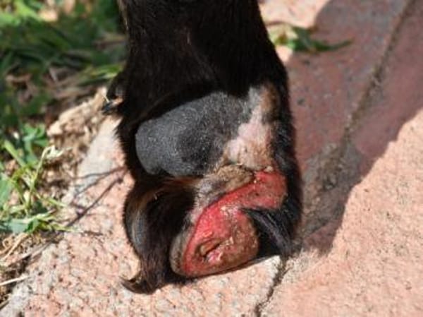 Arlo hofft auf Hilfe