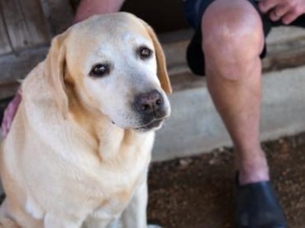 Möchten Sie Athena ein Zuhause geben?