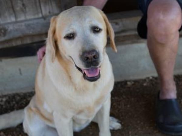 Möchten Sie Athena ein Zuhause geben?