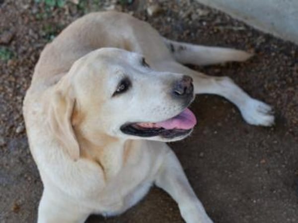 Möchten Sie Athena ein Zuhause geben?