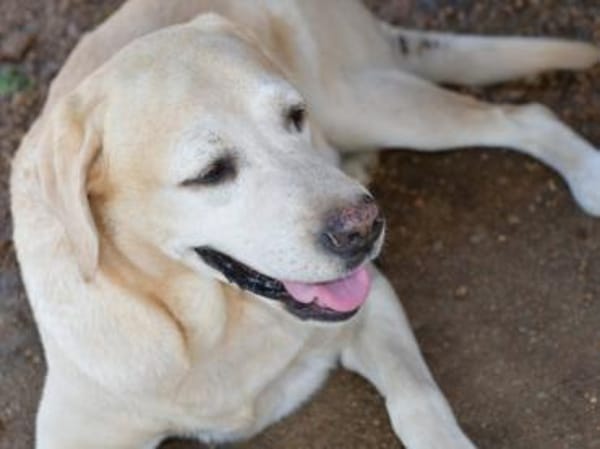 Möchten Sie Athena ein Zuhause geben?