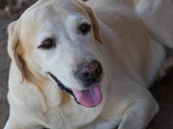 Möchten Sie Athena ein Zuhause geben?