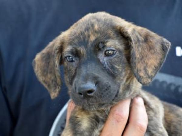 Darf Annetta zu Ihnen gehören?