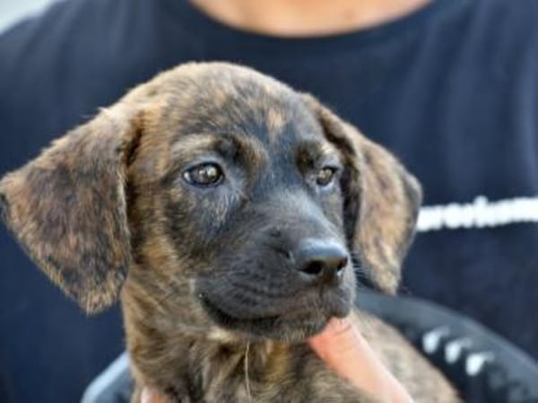 Darf Annetta zu Ihnen gehören?