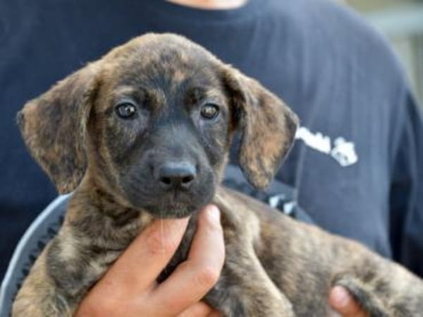 Darf Annetta zu Ihnen gehören?