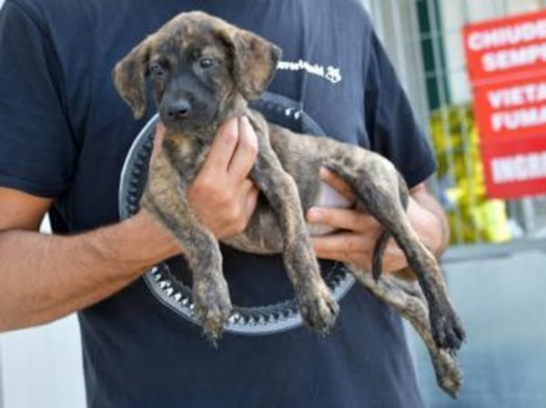 Darf Annetta zu Ihnen gehören?