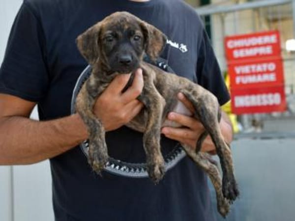 Darf Annetta zu Ihnen gehören?