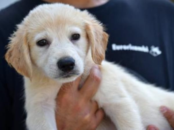 Darf Arpad zu Ihnen ziehen?