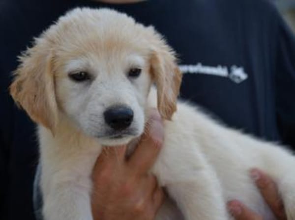 Darf Arpad zu Ihnen ziehen?