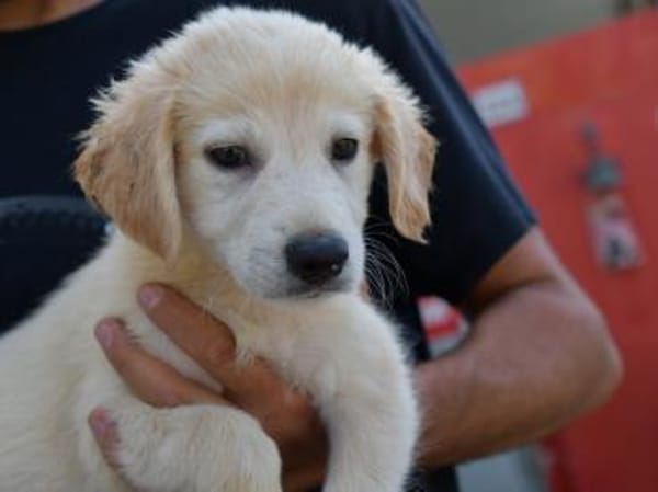 Darf Arpad zu Ihnen ziehen?