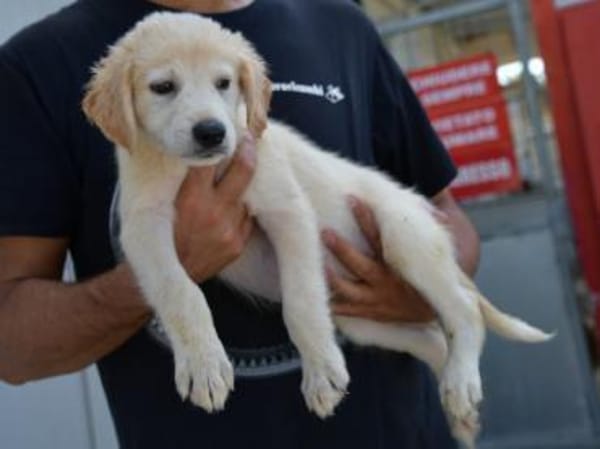 Darf Arpad zu Ihnen ziehen?