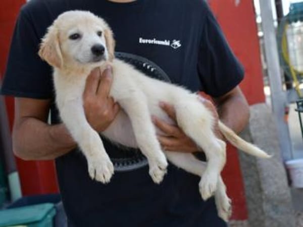 Darf Arpad zu Ihnen ziehen?