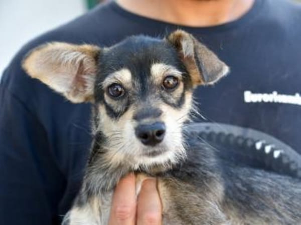 Glückliches Leben für Trilly gesucht