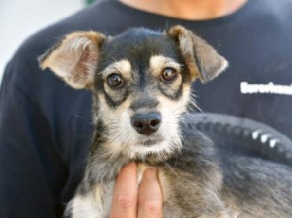 Glückliches Leben für Trilly gesucht