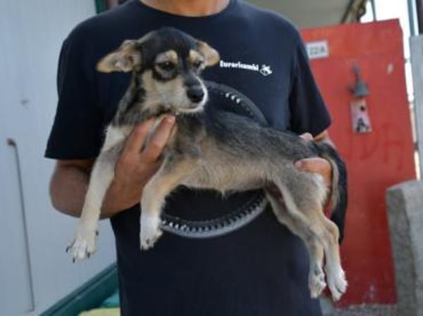 Glückliches Leben für Trilly gesucht