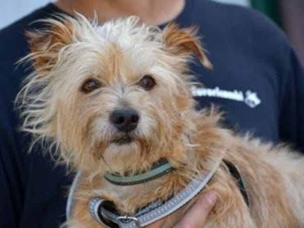 Carotino sucht engen Familienanschluss