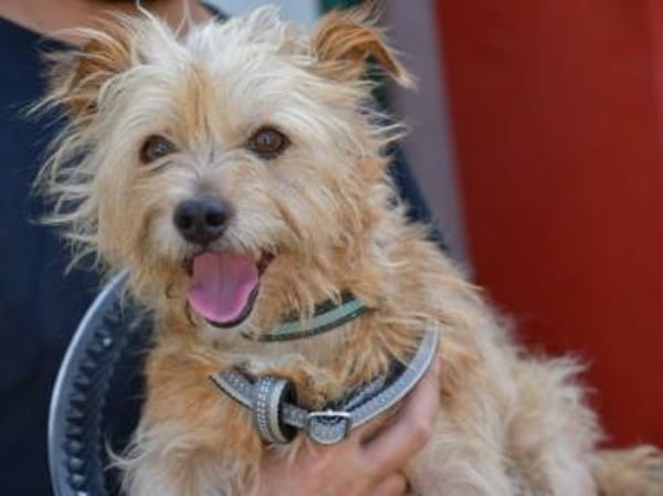 Carotino sucht engen Familienanschluss