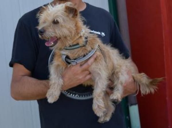 Carotino sucht engen Familienanschluss