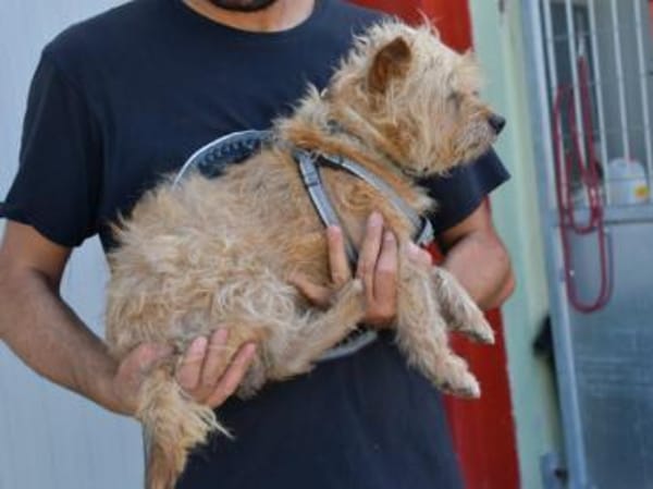 Carotino sucht engen Familienanschluss