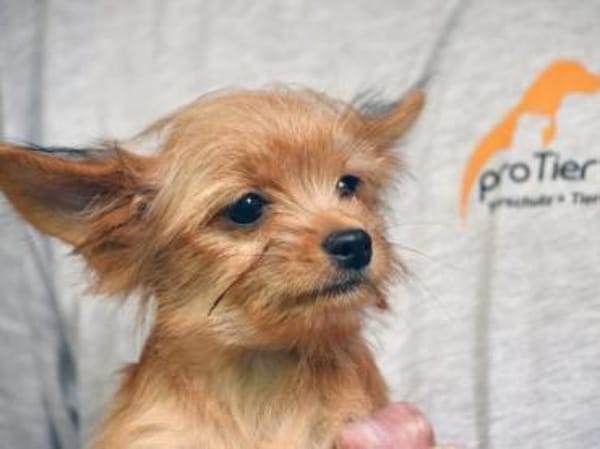 Goldiger Charlie sucht Zuhause