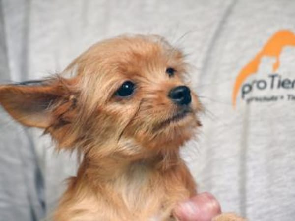 Goldiger Charlie sucht Zuhause