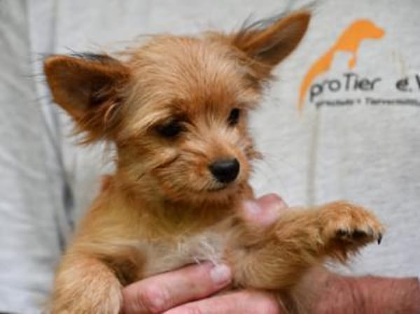 Goldiger Charlie sucht Zuhause