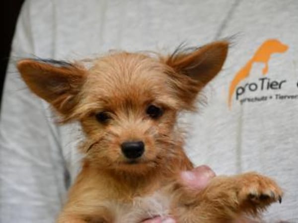 Goldiger Charlie sucht Zuhause