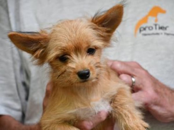 Goldiger Charlie sucht Zuhause