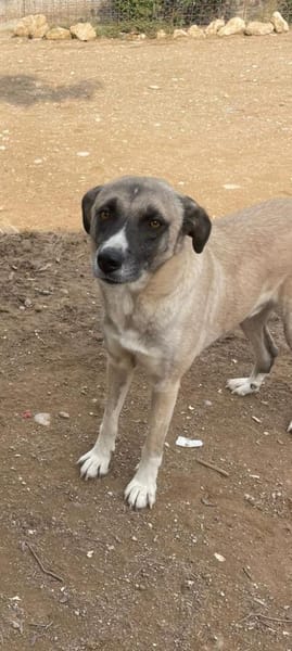 Boo- Everybodys Darling