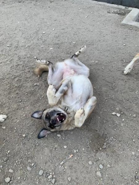 Boo- Everybodys Darling