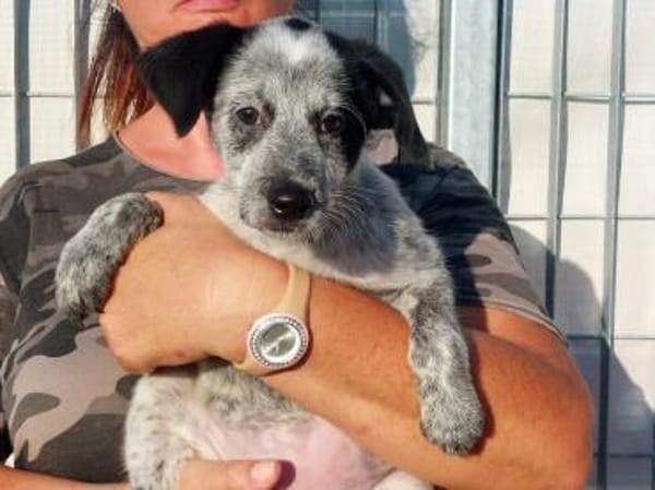 Tomasina möchte Sie begleiten