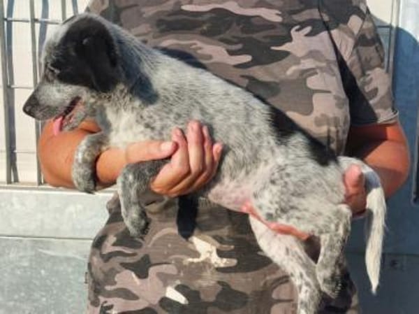 Tomasina möchte Sie begleiten