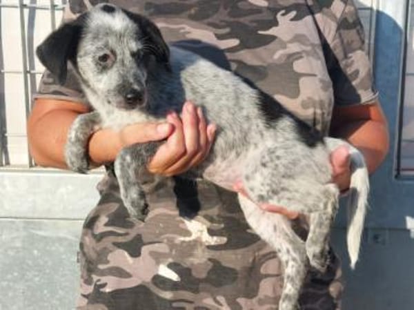 Tomasina möchte Sie begleiten