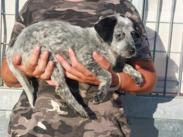 Tomasina möchte Sie begleiten