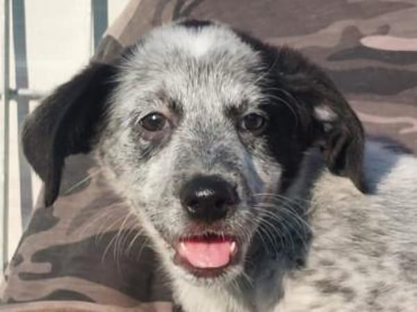 Tomasina möchte Sie begleiten