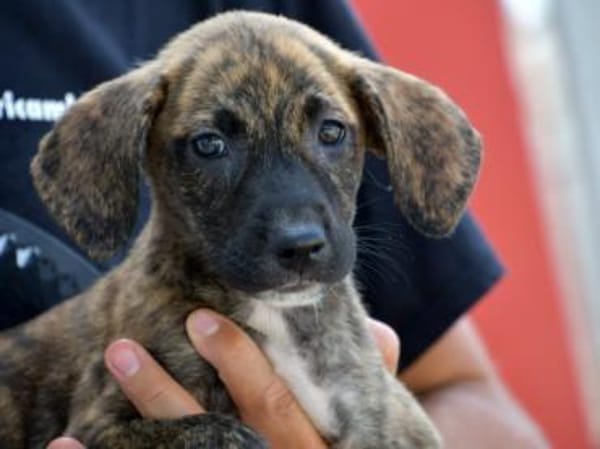 Anna sucht endgültiges Zuhause