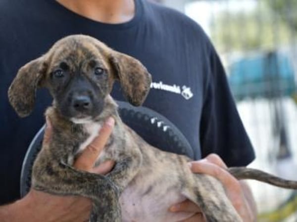 Anna sucht endgültiges Zuhause