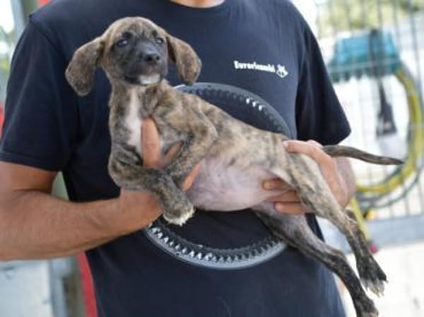 Anna sucht endgültiges Zuhause