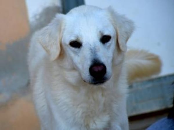 Clyde sucht ein liebevolles Heim