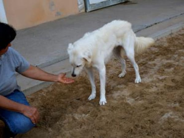 Clyde sucht ein liebevolles Heim