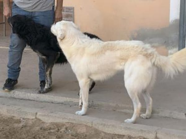 Clyde sucht ein liebevolles Heim