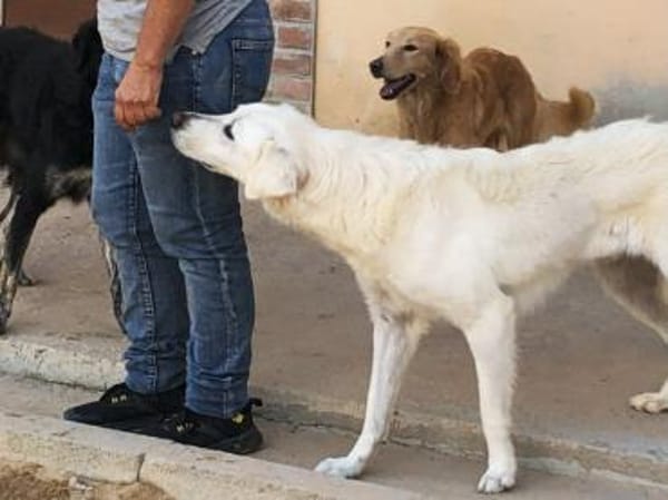 Clyde sucht ein liebevolles Heim