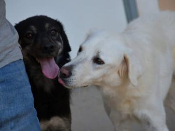 Clyde sucht ein liebevolles Heim