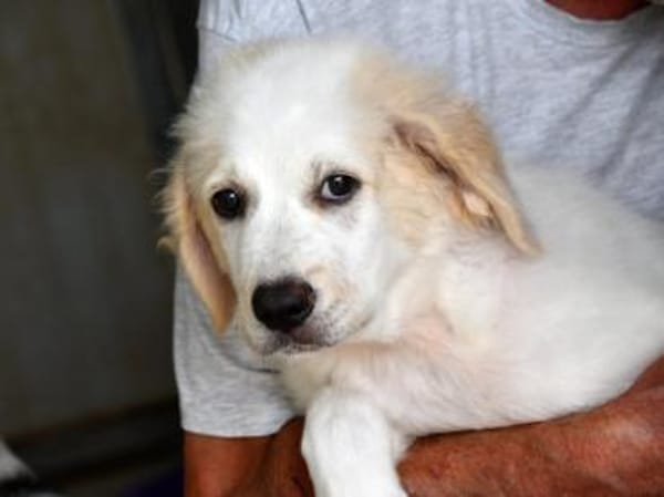 Romeo hofft auf eigenes Körbchen